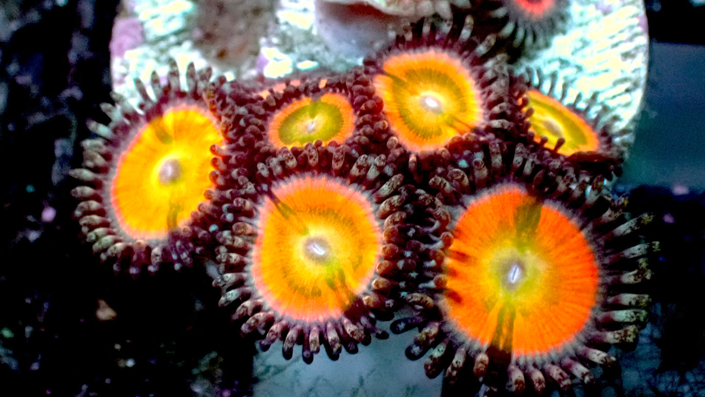 Rainbow infusion zoas 1” frag