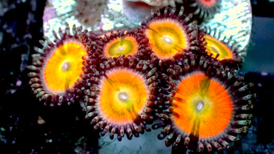 Rainbow infusion zoas 1” frag