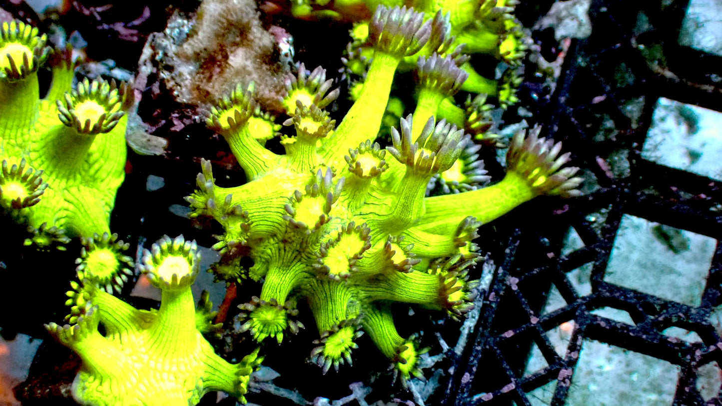 Bootleg glitter Goni 1” frag