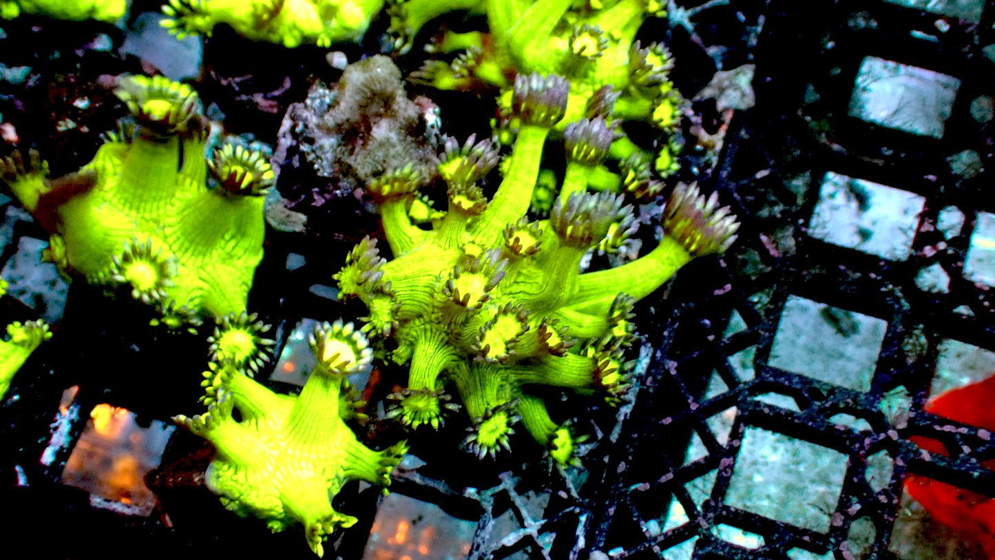 Bootleg glitter Goni 1” frag