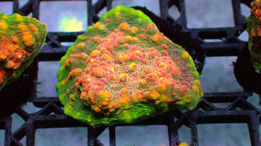 WWC Area 51 chalice 1” frag