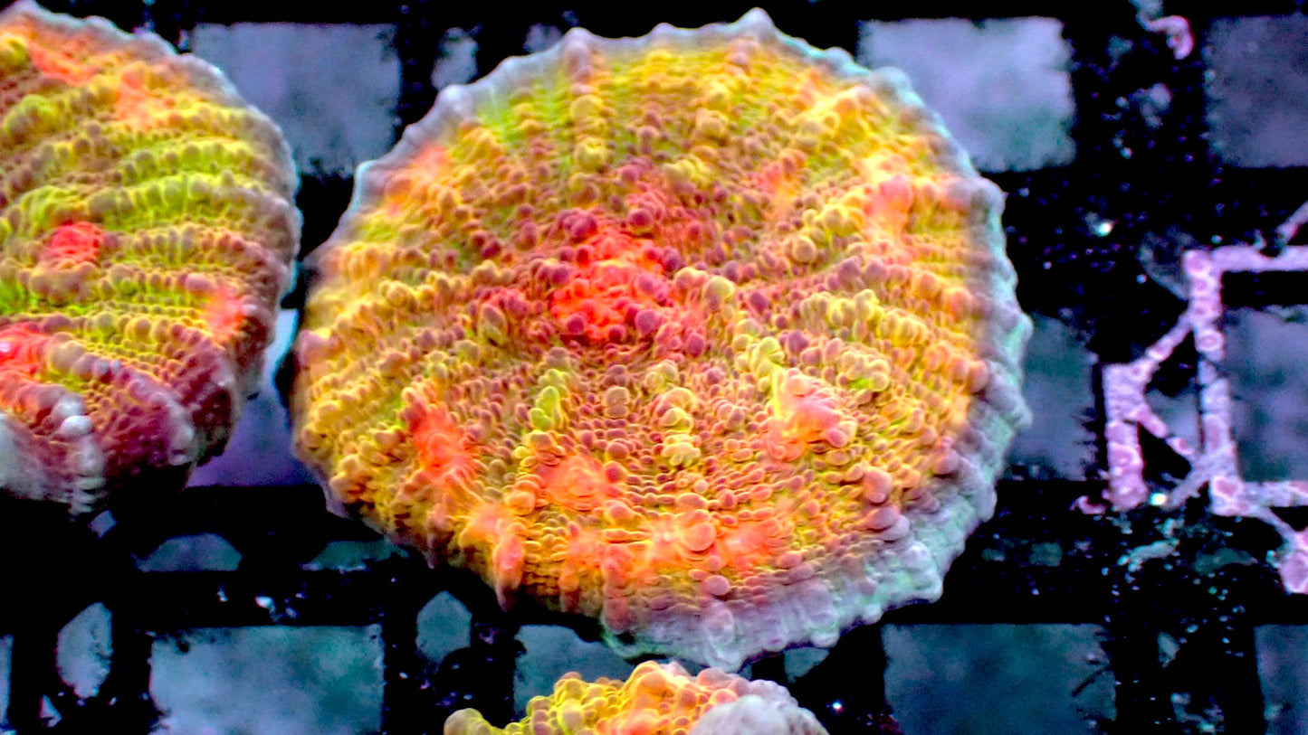 Dragon ball chalice 1” frag