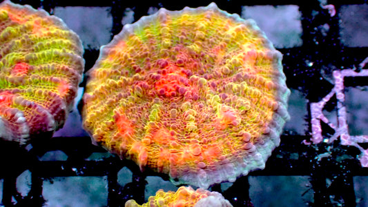 Dragon ball chalice 1” frag