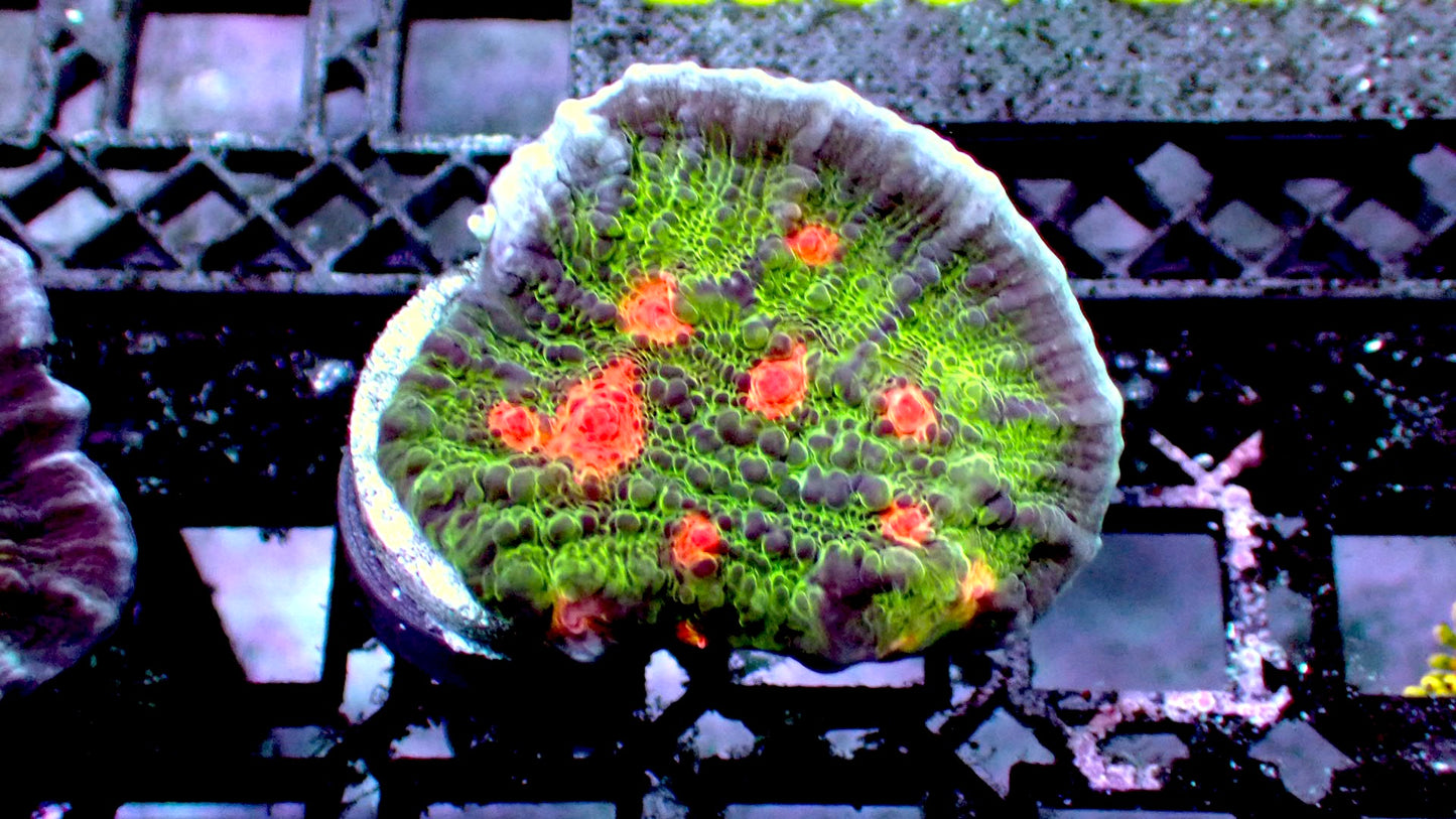 Dragon ball chalice 1” frag