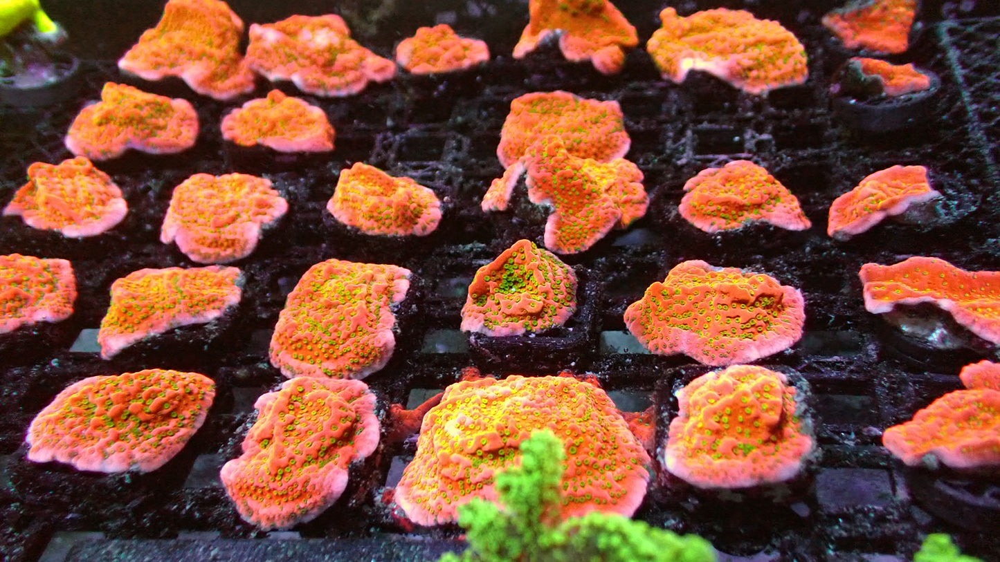 Tropic thunder monti 1” frag