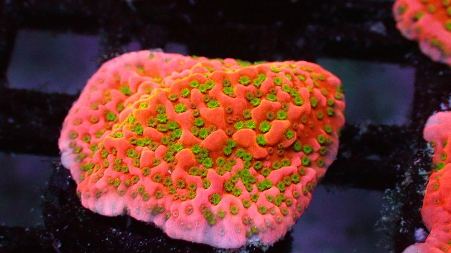 Tropic thunder monti 1” frag