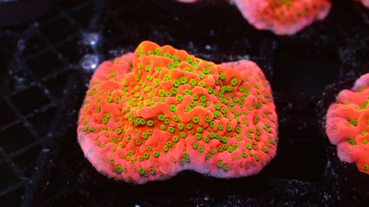 Tropic thunder monti 1” frag