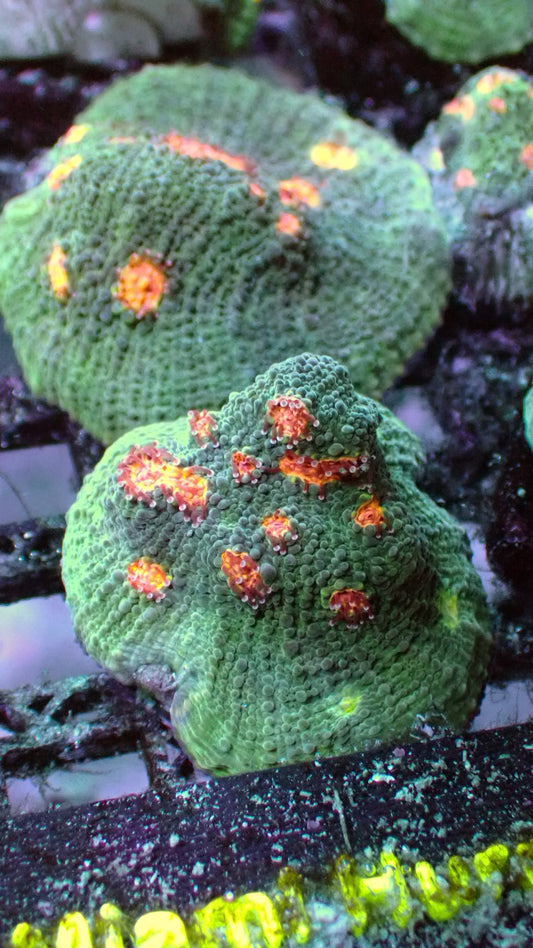 Miami hurricane Mycedium 1” frag