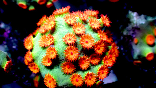 Meteor shower cyphastrea 1” frag