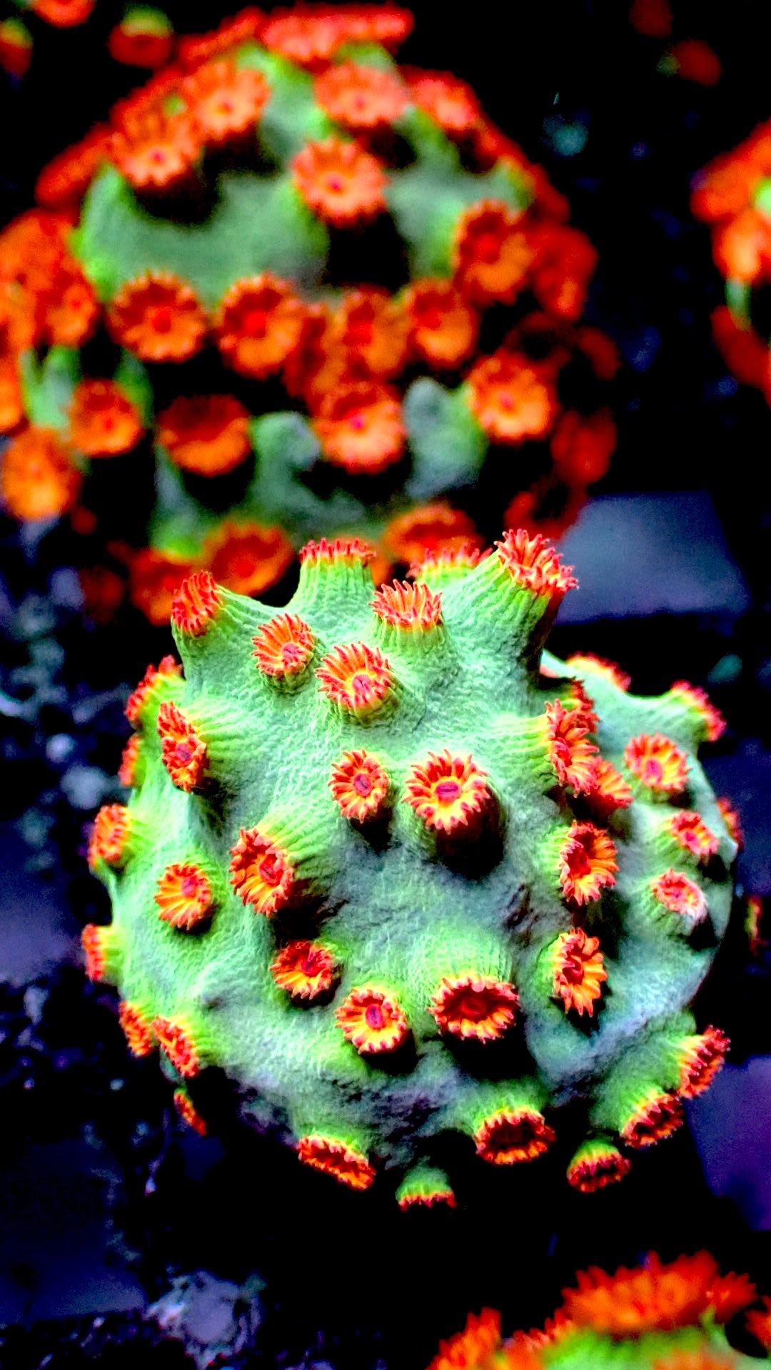 Meteor shower cyphastrea 1” frag