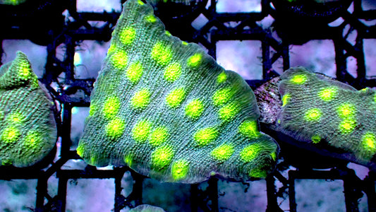 Hollywood stunner chalice 1” frag