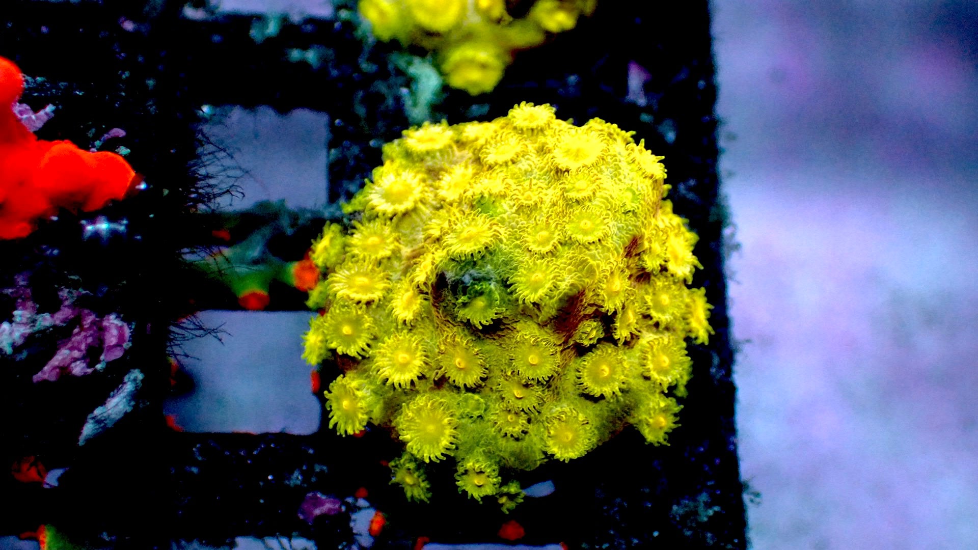 Yellow cyphastrea 1” frag – Reef To Go