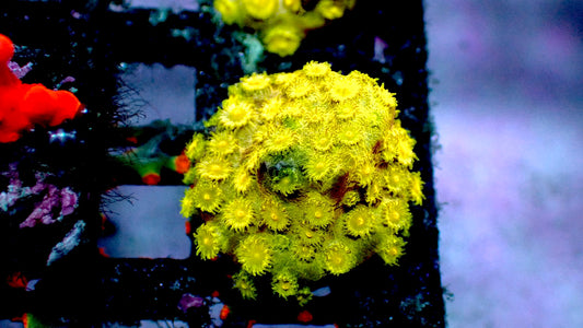 Yellow cyphastrea 1” frag