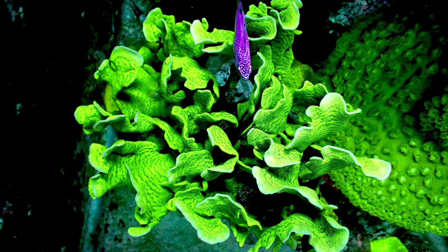 Potato chip coral 1” frag