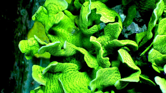 Potato chip coral 1” frag