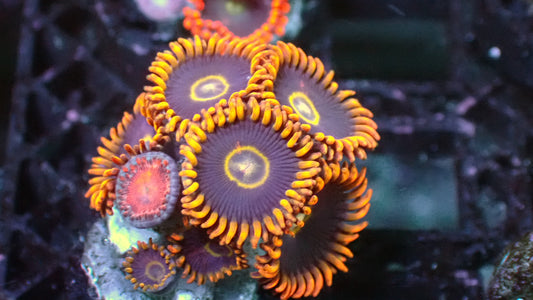 Rainbow hornet zoas 1” frag