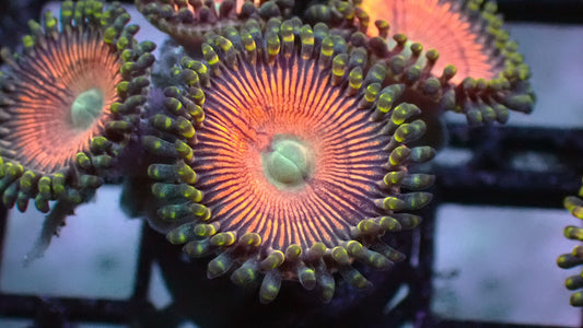 Peaches zoas 1” frag