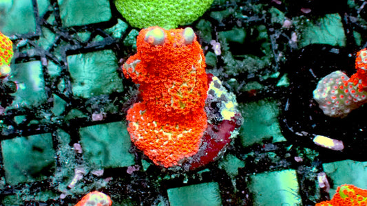 Forest fire digitata 1” frag