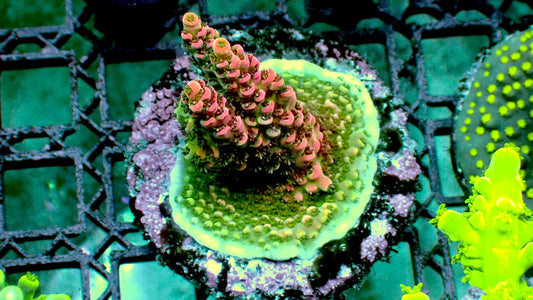 Dragon fruit acro 1” frag