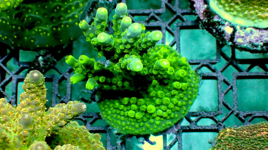 Tri color valida 1” frag