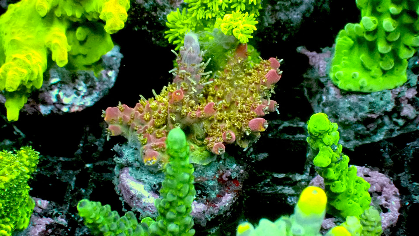 Voodoo majik 1” frag