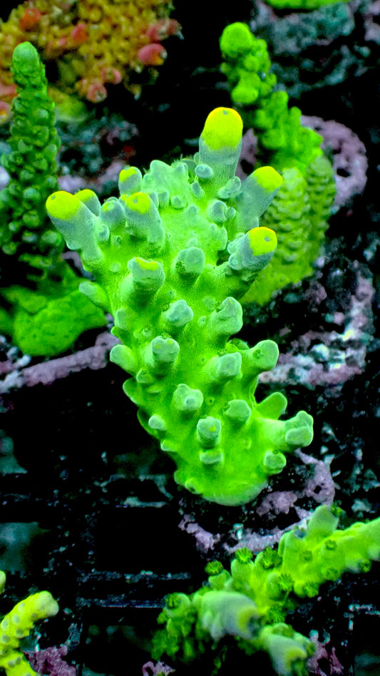 Wwc yellow tip acro 1” frag