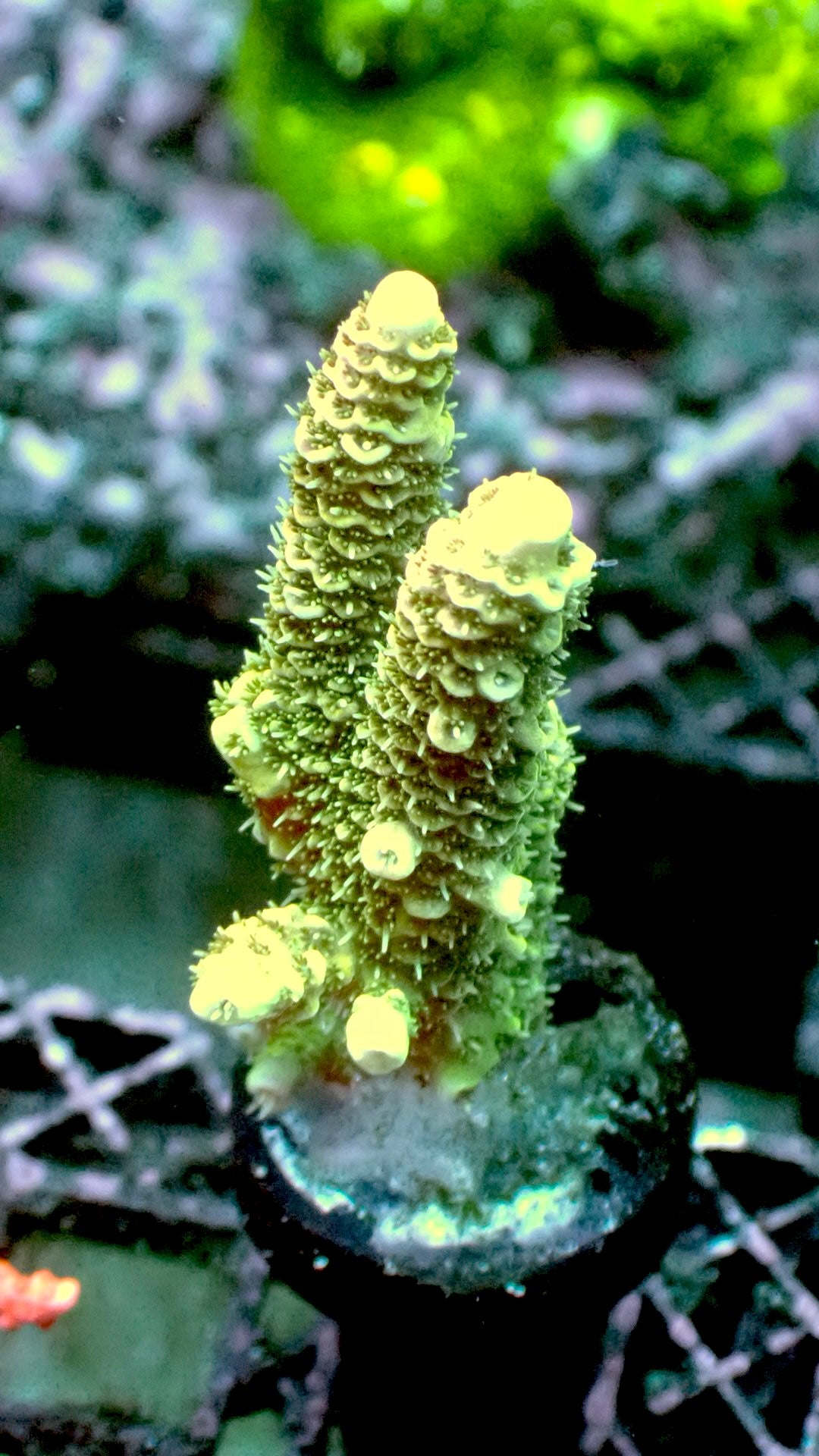 Sunset millepora 1” frag