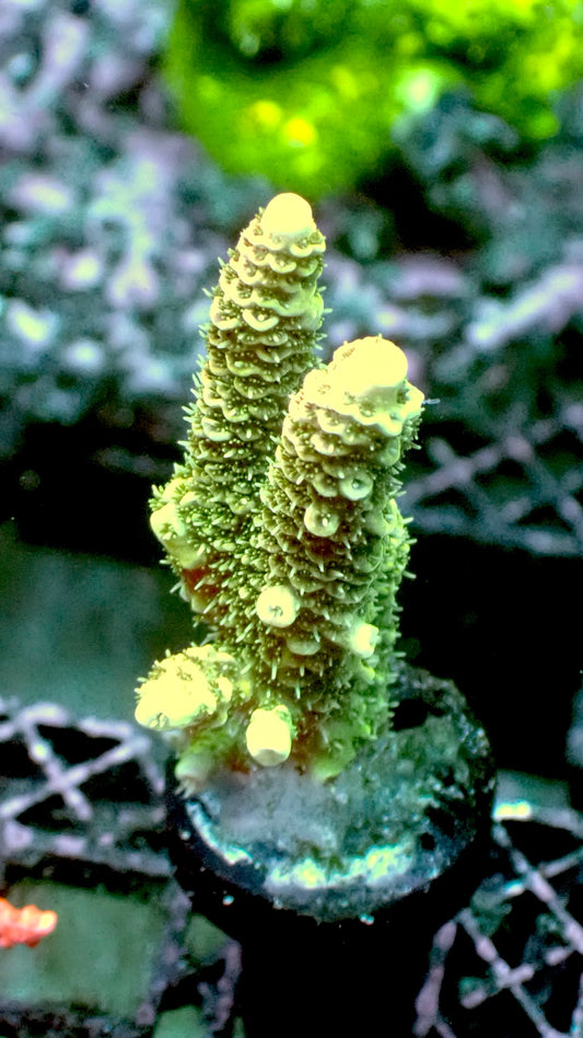 Sunset millepora 1” frag