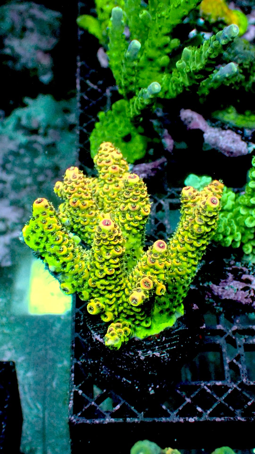 Acro 1” frag WYSIWYG
