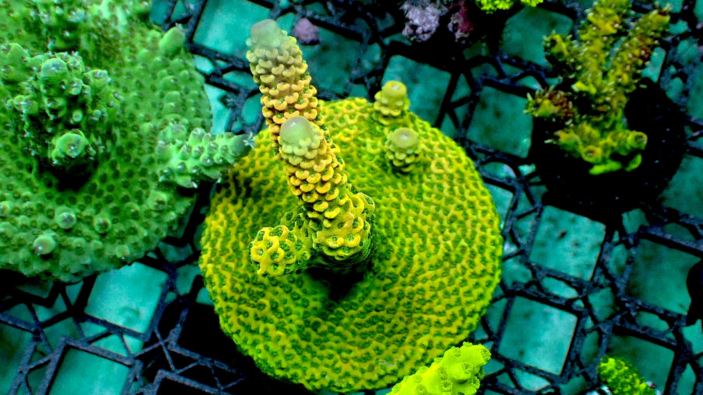 Yellow green acro 1” frag WYSIWYG