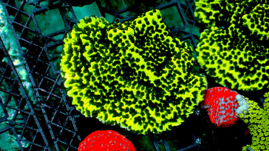 Slime ball monti 1” frag