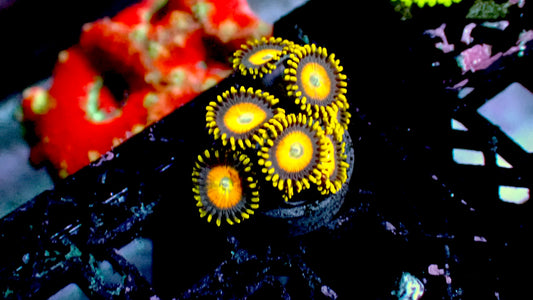 Fried eggs zoas 1” frag