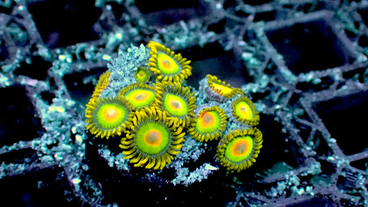 Rasta zoas 1” frag