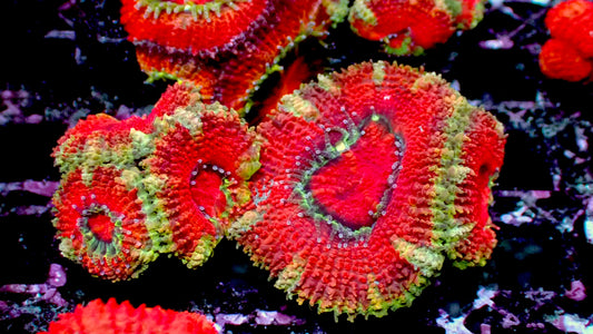 Striped acan 1” frag