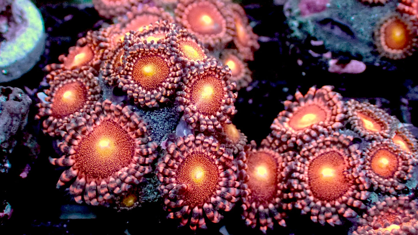 Mohawks zoas 1” frag