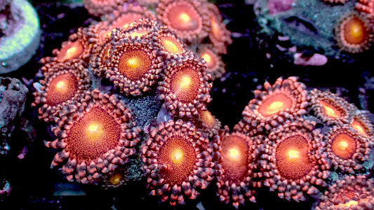Mohawks zoas 1” frag