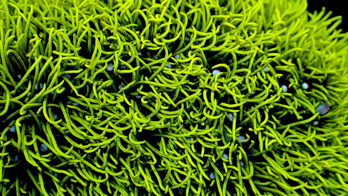 RTG Green Star Polyps