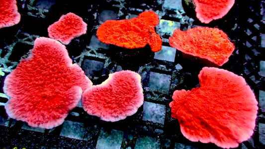 Red monti cap 1” frag