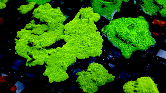 Green monti cap 1” frag