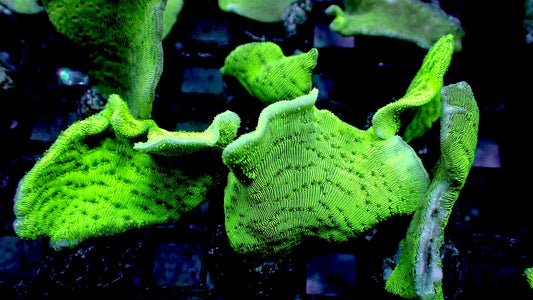 Potato chip coral 1” frag