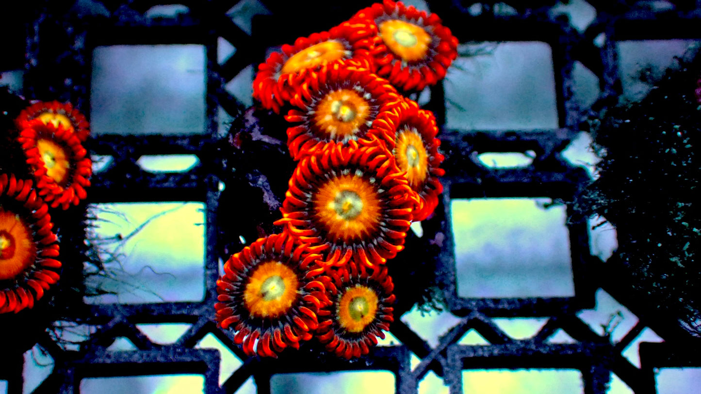 Shatterfield zoas 1” frag
