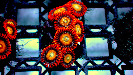 Shatterfield zoas 1” frag