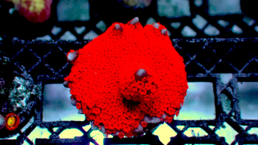 Bubble gum digitata 1” frag