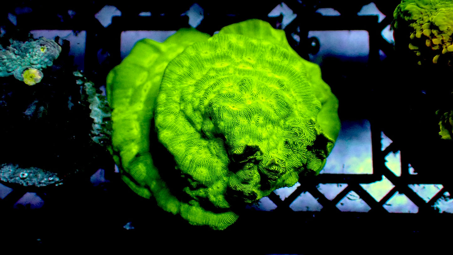 Kiwi fusion leptoseris 1” frag