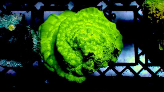 Kiwi fusion leptoseris 1” frag