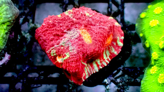 Blue blood chalice 1” frag