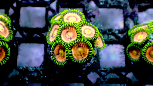 Laser lemon zoas 1” frag