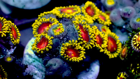 TSA headrush zoas 1” frag