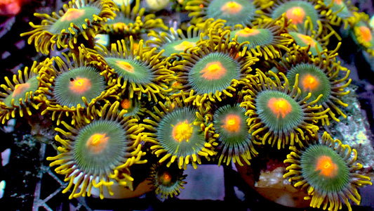 Green bays zoas 1” frag