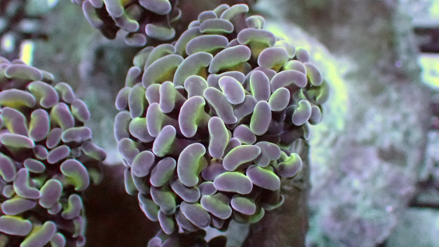 Carbon hammer 1” frag